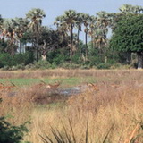 Okavango - Lechwes